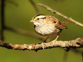 This is a great time of year to be on the lookout for the well-named white-throated sparrow. This particular bird was seen in north London. You may find small flocks of them in brushy areas scratching in leaf litter.
(RICHARD O'REILLY/SPECIAL TO POSTMEDIA NEWS)
