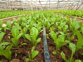 greenhouse vegetable farmers
