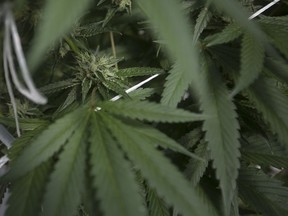 Marijuana plants are seen at Aphria Inc. in Leamington on Sept. 19, 2018.