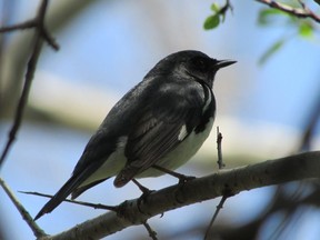 The black-throated blue warbler is one of at least 18 migrating warbler species that have been seen in Point Pelee National Park within the last week.         PAUL NICHOLSON/SPECIAL TO POSTMEDIA NEWS