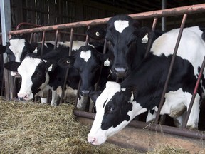 Cows are seen at a dairy farm in Danville, Que., on August 11, 2015.