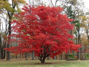 This undated photo shows a Japanese maple tree in Tillson, N.Y. The bold red of this Japanese maple reflects not only the tree's genetics but also autumn weather, with sunny days and cool nights bringing out the best in the leaves. (Lee Reich via AP)