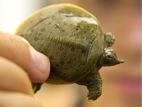 A tiny spiny softshell turtle, less than a day old waits for his close-up at the Upper Thames River Conservation Authority. (Free Press file photo)