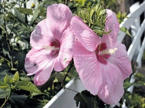 Rose of Sharon