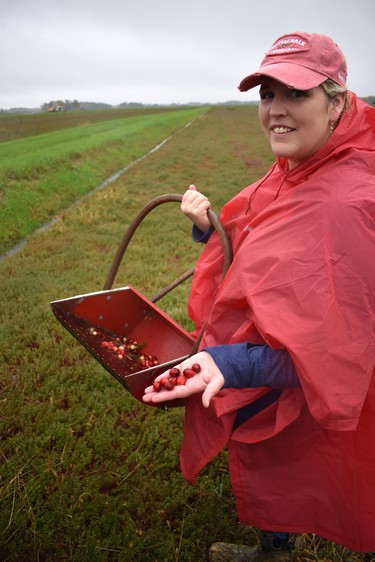 Third generation cranberry farmer Fawn Gottschalk holds a manual harvesting tool while discussing her tart crop. The Central, Wisconsin farm has 230 acres of cranberry vines. (Wayne Newton, Special to The London Free Press)