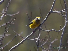 Because of poor seed crops in northern Ontario, evening grosbeaks are expected to move further south than usual this winter. There have already been reports of this beautiful species in Middlesex County. (Don Taylor/Special to Postmedia News)