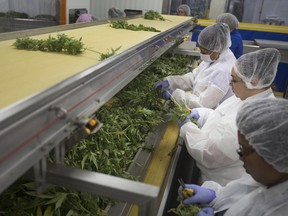 Production workers are shown Sept. 19, 2018, trimming marijuana on a conveyor belt at Aphria's Leamington operations. A shortage of labourers forced the destruction of a million-dollar crop in the summer.