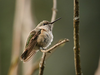 This photo of the Calliope hummingbird in Goderich -- a bird never before seen in Ontario -- was posted to Facebook by Deb Johnston.