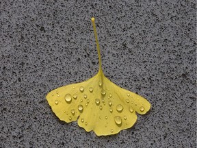 Rain sends millions of leaves off of tree branches, including this one on the top floor of a Dufferin Avenue parking garage, in The Forest City. (Derek Ruttan/The London Free Press)