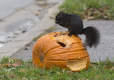 A squirrel snacks on a discarded jack-o-lantern in London, Ont. on Monday November 5, 2018. Derek Ruttan/The London Free Press/Postmedia Network