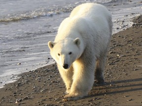 In this undated photo provided by Eric Regehr, a polar bear walks on Wrangel Island in the Arctic Circle. A study of polar bears in the Chukchi Sea between Alaska and Russia finds that the population is thriving for now despite a loss of sea ice due to climate change. Lead author Eric Regehr of the University of Washington says the Chukchi may be buffered from some effects of ice loss. Regehr says polar bears can build fat reserves and the Chukchi's abundant seal population may allow bears to compensate for a loss of hunting time on ice.  (AP photo)