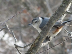 On any local birding hike you can expect to see or hear nuthatches. This white-breasted nuthatch was seen earlier this week in one of London's environmentally significant areas. (Paul Nicholson/Special to Postmedia News)