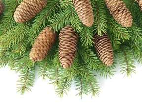 Pinecone on branch