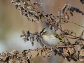 Mich MacDougall's photography, such as these golden-crowned kinglets, have earned her Paul Nicholson's salute as bird photographer of the year. (Mich MacDougall/Special to Postmedia News