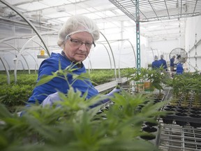 A worker tends plants at Aphria's Leamington greenhouse. (Postmedia file photo)