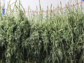 Harvested cannabis is hung to dry inside WeedMD's Strathroy facility. The licensed marijuana producer recently completed an expansion that more than doubles its growing capacity. (DALE CARRUTHERS, The London Free Press)