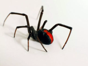 Black widow spider