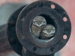 These owls are featured in the Wildlife Photographer of the Year show that runs at the Royal Ontario Museum until March.  COPYRIGHT ARSHDEEP SINGH/Wildlife Photographer of the Year