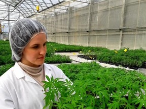 An Eve & Co. employee Amanda Jasevicius holds a tray of cannabis clones. The Strathroy-based licensed producer is the first in Canada to sell grow-it-yourself pot plants for the recreational market. (Eve & Co. supplied photo)