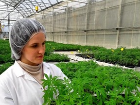 An Eve & Co. employee holds a tray of cannabis clones. The Strathroy-based licensed producer is the first in Canada to sell grow-it-yourself pot plants for the recreational market. (Eve & Co. supplied photo)