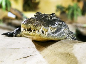 The  Nile Crocodile at the Reptilia Zoo. (Postmedia file photo)