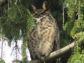 Since great horned owls are year-round residents, they are seen or heard on many of our region’s Christmas bird counts.         PAUL NICHOLSON/SPECIAL TO POSTMEDIA NEWS