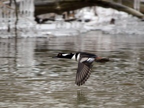 A male hooded merganser wings its way up the Thames River in north London. (MICH MacDOUGALL/SPECIAL TO POSTMEDIA NEWS)