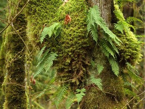 Moss and ferns cover the trunk of a tree (Postmedia file photo)