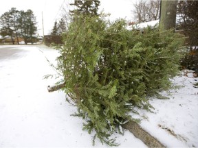 A Christmas tree lies at a London curb ready for the city pickup of real trees starting Monday. Residents of all zones should put out their trees by Monday at 7 a.m., although their actual pickup may be later in the week. (Mike Hensen/The London Free Press)