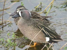 Ducks such as the blue-winged teal need viable habitat where they breed, where they overwinter, and along their migration routes. On Jan. 15, Raeanne Muir will kick-off this year's nature in the city speaker series by describing wetland habitat conservation and our region's duck species. (PAUL NICHOLSON/Special to Postmedia News)