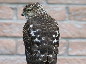 This Cooper’s hawk has put a chill into the songbird population of southwest London in the recent weeks. Although similar to our sharp-shinned hawk, a Cooper’s hawk has a relatively large head and a squarish tail. (BILL CLARKE/SPECIAL TO POSTMEDIA NEWS)