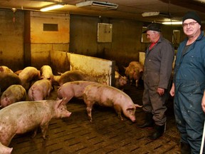 Bert Vorstenbosch Sr. and Bert Vorstenbosch Jr. tend to the pigs on their farm, B and D Fullarton Farms, east of Mitchell, in the Municipality of West Perth. Vorstenbosch Jr. said he's not overly concerned with the changes to the Canada Food Guide, suggesting consumers will eat what they want to eat, despite the food guide's shift to promoting more plant-based protein over meat and dairy. (Galen Simmons/Postmedia Network)