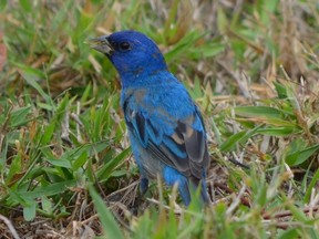 Adult birds replace their feathers at least once each year. In the winter, the male indigo bunting sports a splotchy "basic" plumage. It will soon go through a transformative moult during which this patchwork look turns into striking blue plumage for the spring breeding season. (Mich MacDougall/Special to Postmedia News)