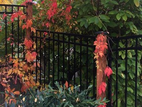 An ivy-covered fence underscores that there are no landscaping rules against blending different plant varieties or integrating them into commercial fencing. Vines and shrubs soften the look of traditional fences. (Dean Fosdick/via AP)