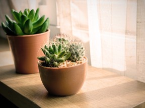 A variety of small cactus plants in a pot