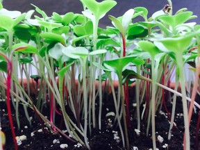 Microgreens are sown more thickly than other seeds and can be grown anytime. (Adrian Higgins/Washington Post)