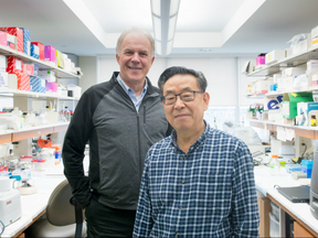 Dr. Tony Jevnikar, rear, and Dr. Shengwu Ma (supplied)