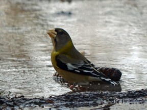 This evening grosbeak, a rarity for London, was among the interesting species seen recently by the Tamarack trailhead at Fanshawe Conservation Area in northwest London. Long-tailed duck, coot, goldeneye, bufflehead, common merganser, and black duck are among the waterfowl species that have been seen recently below the dam. (Mich MacDougall/Special to Postmedia News)