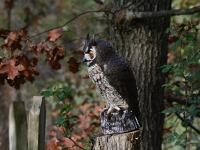 An owl decoy placed prominently on a tree stump can lessen the degree of woodpecker damage but unless the decoy is moved from time to time, woodpeckers won't be discouraged for long. (Dean Fosdick photo/via AP)