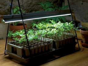 LED_grow_lights_tech