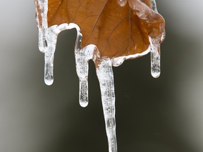 Ice covers a maple leaf after several hours of freezing rain in London, Ont. on Wednesday February 6, 2019. Derek Ruttan/The London Free Press/Postmedia Network