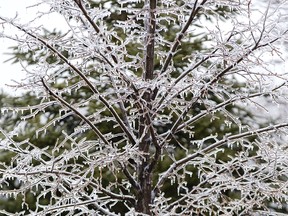 Ice covers a tree after several hours of freezing rain in London, Ont. on Wednesday February 6, 2019. Derek Ruttan/The London Free Press/Postmedia Network