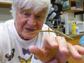 Jeremy McNeil a biology professor at Western studies the complex ways climate can affect insect populations. McNeil holds up an Indian stick insect, a huge version similar to the common walking stick found in southwestern Ontario. Mike Hensen/The London Free Press