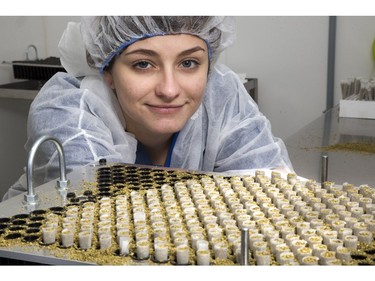 Hailey Stigge with a tray that can hold 500 joints at a time in the joint making room at Indiva in London, Ont. on Wednesday February 13, 2019. Derek Ruttan/The London Free Press/Postmedia Network
