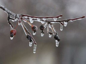 Freezing rain coats branches and berries in London. (Free Press file photo)