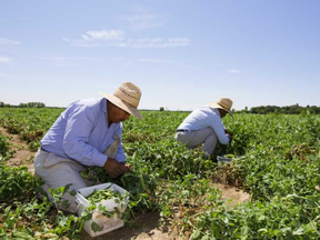 Migrant farm workers, many of them from Central and South America, like these men shown picking peas near London, provide the backbone of much of Southwestern Ontario's farm labour.  (File photo)