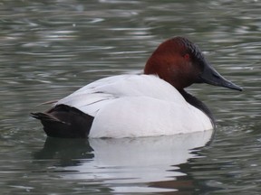 March and April are great months for seeing a diversity of duck species across Southwestern Ontario. This canvasback is part of a flock that has been in north London this month. (PAUL NICHOLSON/SPECIAL TO POSTMEDIA NEWS)