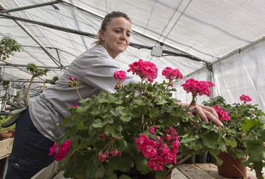 Joanna Korchowiec-Szeksztello, a city horticultural worker, removes dead blooms from geraniums in one of Brantford's municipally owned greenhouses on Monday. Brantford's parks staff will begin planting in May at more than 100 locations in the city. Brian Thompson/Postmedia