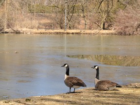 They don't know it yet, but Stratford's geese could get the heave-ho this spring as city politicians consider unleashing the dogs. Galen Simmons/The Beacon Herald/Postmedia Network