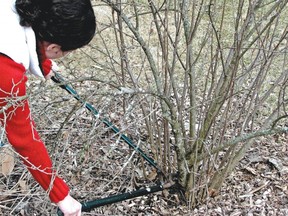 Prune back some of the oldest stems to ground level to create a natural, graceful form to a flowering shrub. (Lee Reich/via AP)